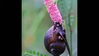 Telur siput menetas, hyperlapse