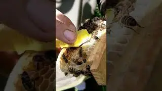 Плодную матку забираем с нуклеуса. 