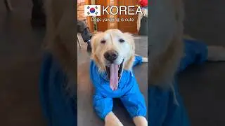 Yawning in Korea and Russia (Russian meme) #animal #yawn #shorts
