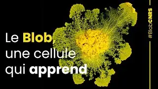 The Blob, a cell that learns | CNRS report