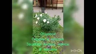 Летний московский двор. Гольяново.14.06.23.