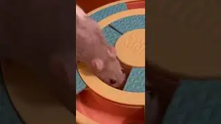 Lilac the rat finding treats in her puzzle #shorts