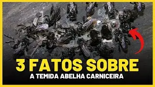 ABELHA CARNICEIRA É encontrada no BRASIL! Olha só o que ela pode fazer...