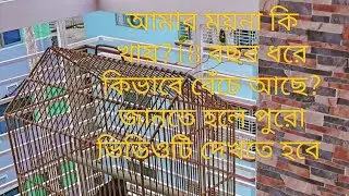 আমার ময়না কি খায়?কিভাবে ময়নার যত্ন নেয়া হয়? 18 বছর ধরে কিভাবে বেঁচে আছে?