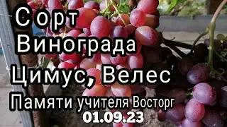 Состояние винограда на 01 09 23 г  ч.2,      3 и 4 части выйдут позже