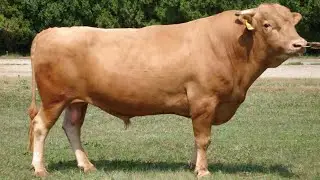 Hanwoo Cattle | Birthplace Of Marbling