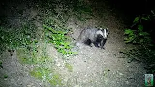 Encuentro nocturno con el tejón 🦡🌑😱
