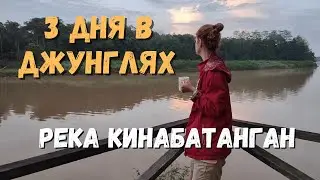 В джунгли Борнео по следам "Орла и решки". Река Кинабатанган
