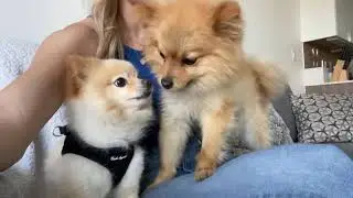 Planet Puppy featuring • @Itsalexasyoutube  #pomeranian  #puppy #puppies #pom