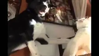 Cats+Dogs6