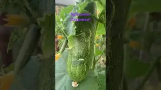 Арбузики! Огурчики!)