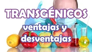 TRANSGÉNICOS: ventajas y desventajas del uso de OGM/OMG en agricultura
