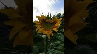 Зацвел первый подсолнух Лакомка!
