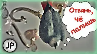 ✅- ОТВЯНЬ, ЧЁ ПАЛИШЬ! 🤣 ЛУЧШИЕ МОМЕНТЫ ОДНОГО ДНЯ ИЗ ЖИЗНИ ГОВОРЯЩЕГО ПОПУГАЯ 🐦ЖАКО ПЕТРУНЯ