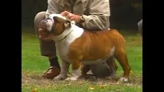 English Bulldog - AKC dog breed series
