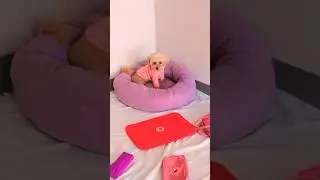 Prettier in pink 🐶 