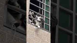 Cat Chilling
