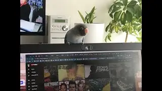 Blue died