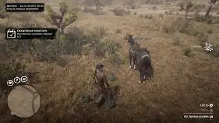 Пустынный шалфей. Подсказки(гайды), помощь. Red Dead Redemption 2 online.  РДР2 онлайн.
