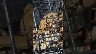 Giant Spider Crabs