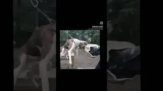 Working American Bulldog Repo