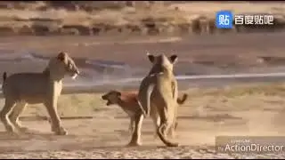 Dog vs Three Lions Fight.