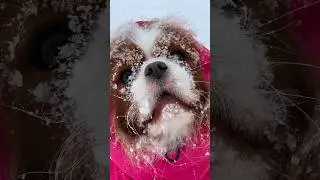 Наша счастливая собака