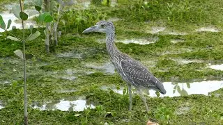 Yellow-Crowned Night Heron (Nyctanassa violacea cayennensis) juvenile, French Guiana