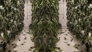 How to Dry Cannabis - the perfect guide