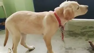 Labrador Charvi Transformation from 1st week to mother 🦮| Watch my puppy grow❤️| Labrador Charvi