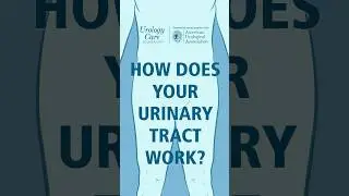 How Does Your Urinary Tract Work? #urologycarefoundation #urinarytract  #aua