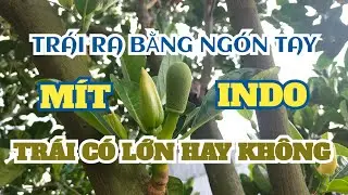 TRÁI RA NHỎ BẰNG NGÓN TAY [TRÁI CÓ LỚN HAY KHÔNG]