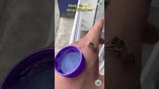 Bee Leaving This World 🐝😞 | Expected Ending 🥹