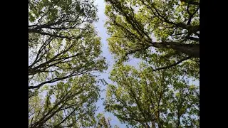 Nature stream (slow TV), 15/7/24