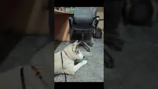Хаски, шаг в лето