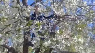 Максим залез на дерево продолжения 1 части.