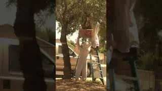 kid gets hit by beehive and dies