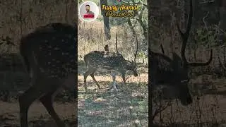 funny animal