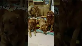 Goodnight, Time for a Nap! 💤💤 #GoldenRetriever #DogLover #PetsAreAdorable...