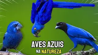 AMAZING BLUE BIRDS FOUND IN NATURE!