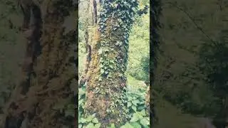 road through the jungle