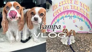 DOG FRIENDLY TAMPA! Spend the morning with us in Tampa Florida