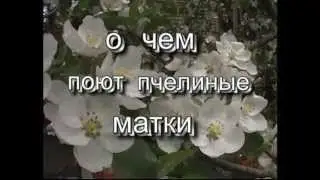 О чем поют пчелиные матки