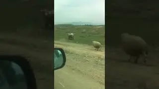 Драка баранов. Нокаут. 18+