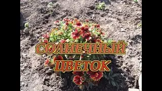 Гайлардия — солнечный цветок