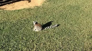 Australia Zoo Lemurs