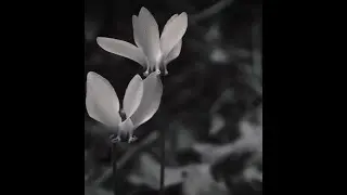 [free 4 profit]  deftones + quannnic + superheaven type beat 