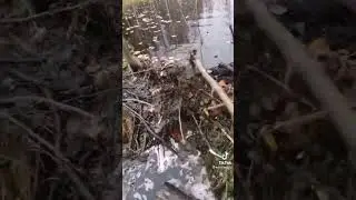 бобры 