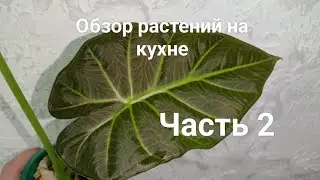 Обзор моей коллекции растений на кухне.Часть 2.#plants #комнатныерастения #моирастения #растения