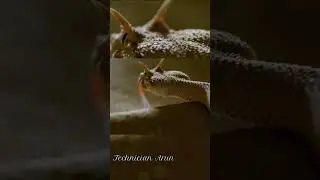 dreaded desert snake #snacks snake attack #viral #ytshorts #viralvideo The snake hunted the mouse